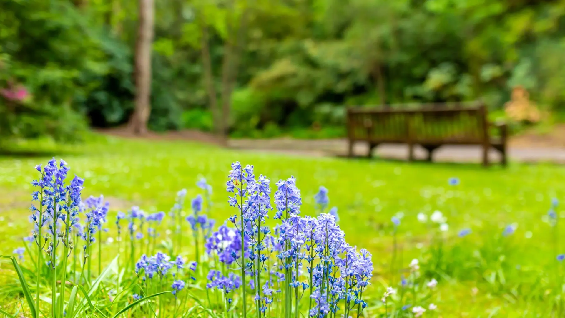 Wooden bench nestled in lush greenery at Branksome Park, offering a peaceful spot to relax.