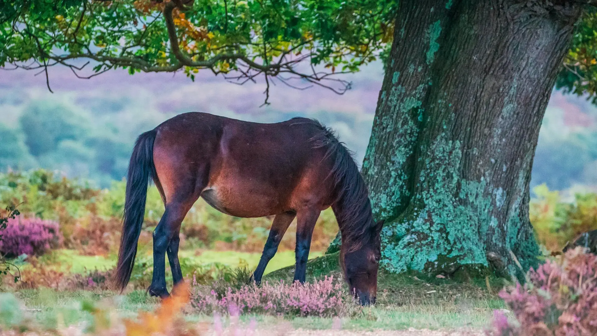 Wild horse standing in the New Forest, surrounded by lush greenery.