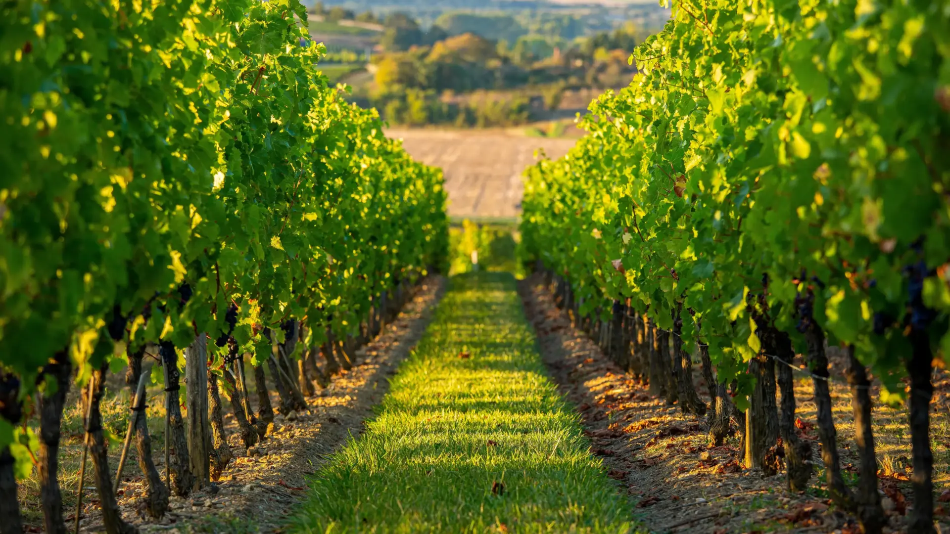 Rows of sunlit grapevines at a vineyard, with sunlight filtering through the leaves.